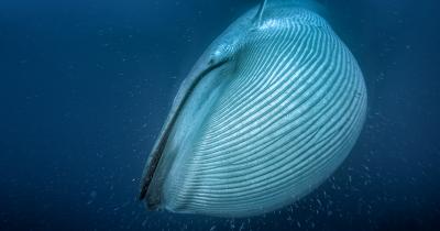 Blue Whale Feeding 1