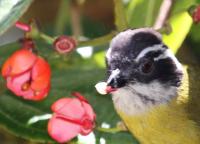 A Sooty-capped Bush Tanager (Chlorospingus Pileatus) Holding a Freshly Removed Stamen