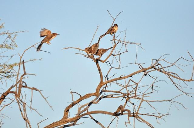 Chestnut-Crowned Babbler