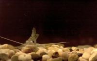 The Pictus Catfish Can Feel With Its Fins (2/2)