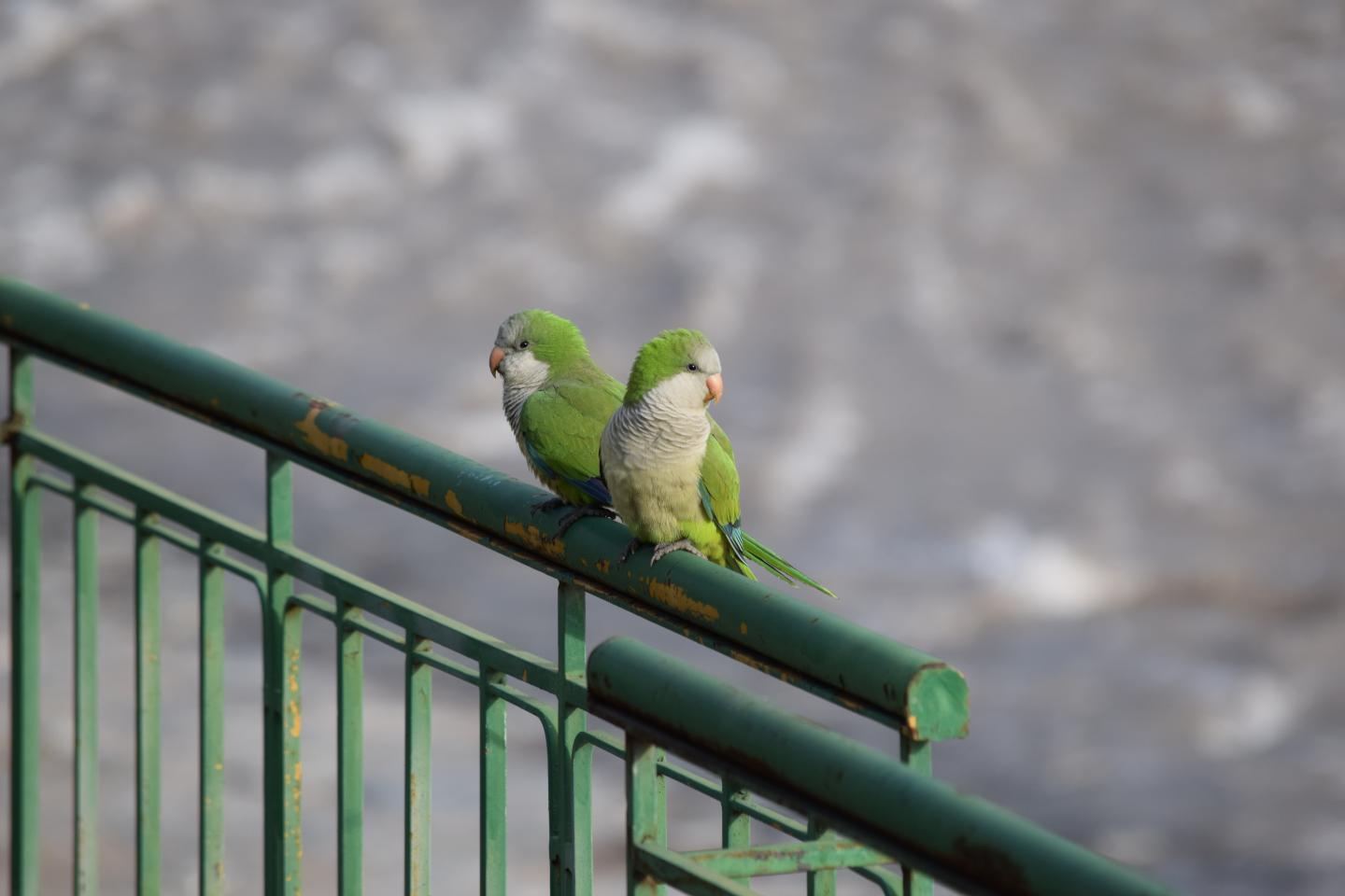 Monk Parakeet 2