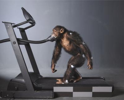 Chimp on Treadmill