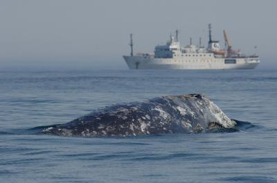 Western Gray Whale with Reseach Vessel
