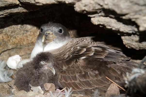 Female Cory's Shearwater and Her Chick (<i>Calonectris Borealis</i>), Canary Islands