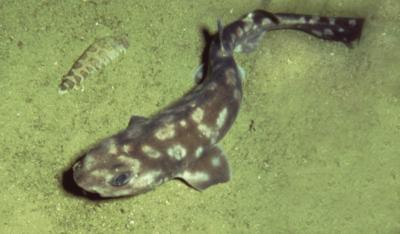 Jaguar Catshark