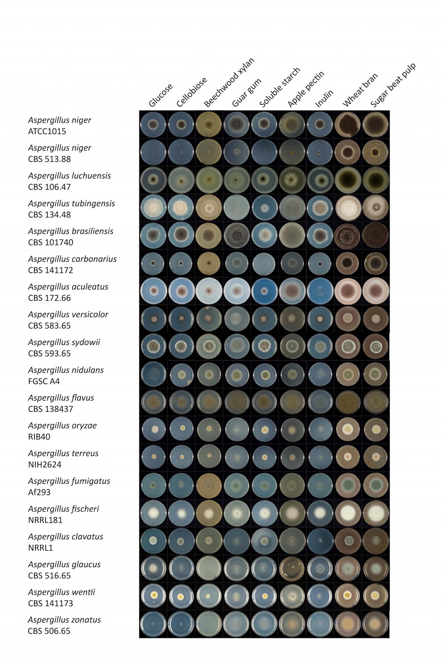 Comparative Growth of <i>Aspergillus</i> Fungi