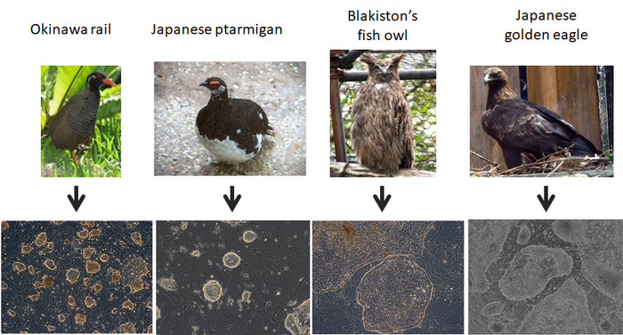 Image of our established endangered avian-derived iPSCs.