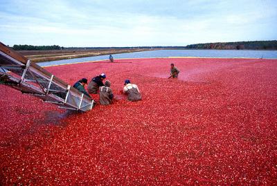 Preserving Cranberries