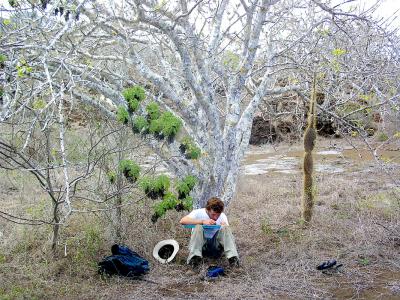 Processing Feather Lice