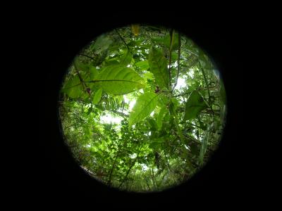 Barro Colorado Forest Fisheye