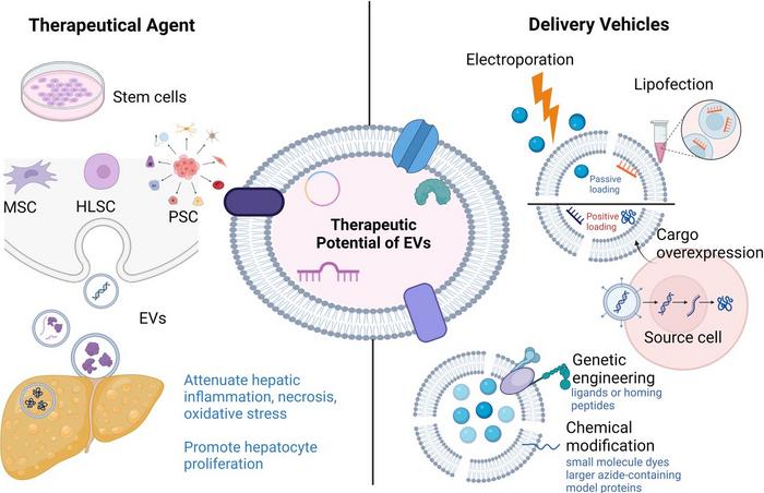Therapeutic potential of EVs.
