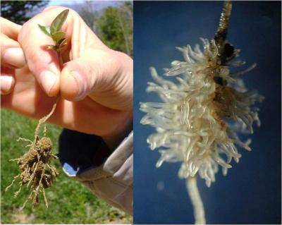 Cluster Roots in <i>Embothrium coccineum</i> (Proteaceae)