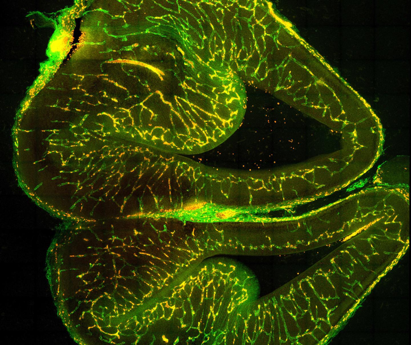 Development of Vascular Cells in the Brain