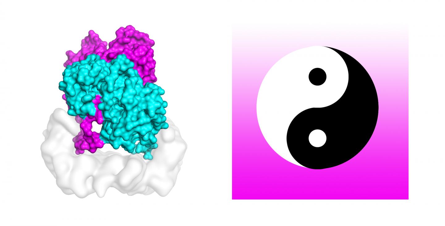 Yin and Yang of Raf Inhibition