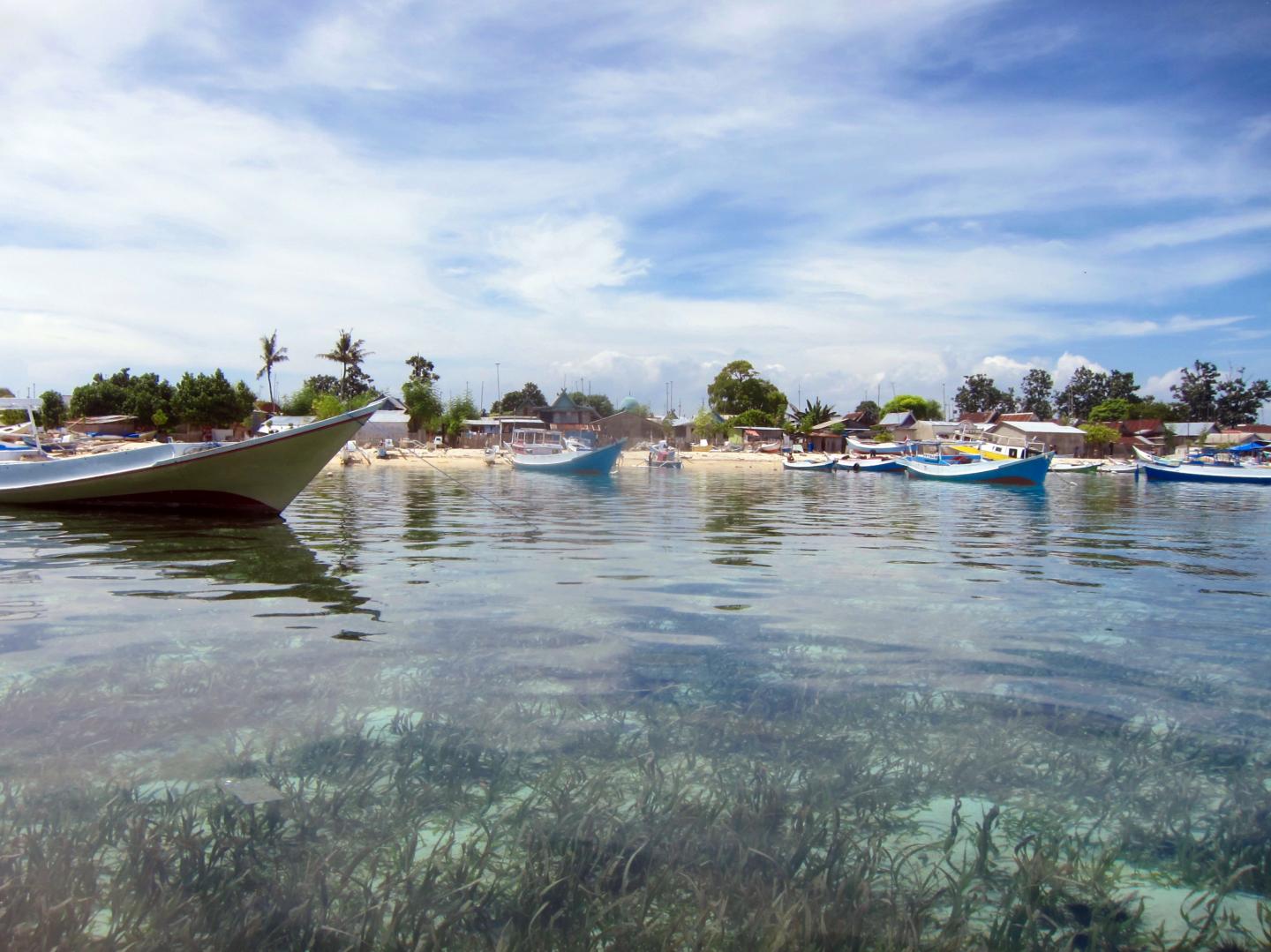 Seagrasses Greatly Reduce Bacteria, Benefiting Humans and Marine Life (5 of 15)