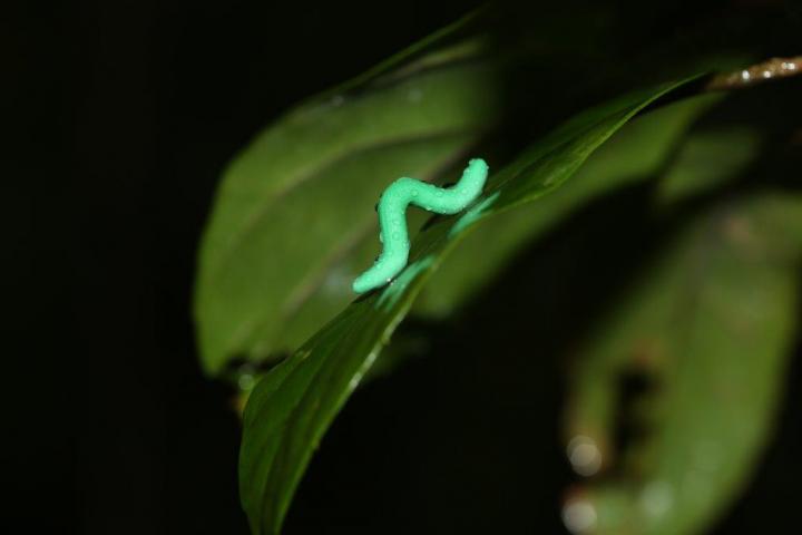 Plasticine Caterpillar