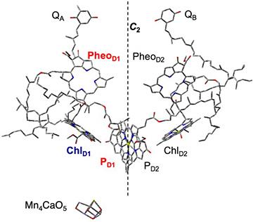 The Composition of Pigment Molecules in the Center of the Photosystem II Complex Reaction