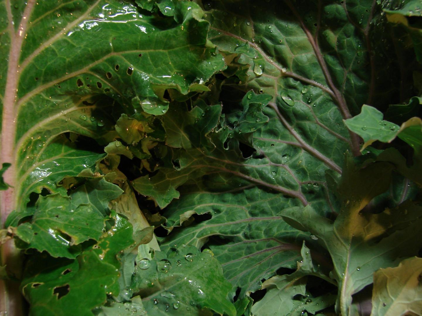 Siberian kale