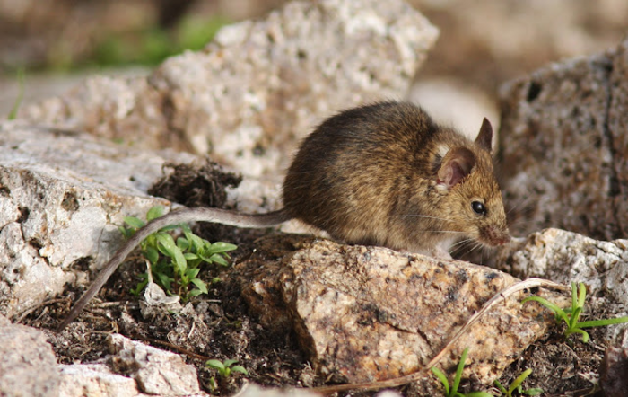 House Mouse on the Farallon Islands NWR