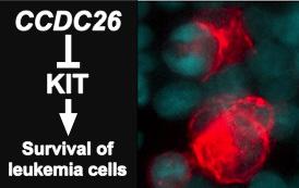 Immunocytochemistry of KIT Expression in Leukemia Cells