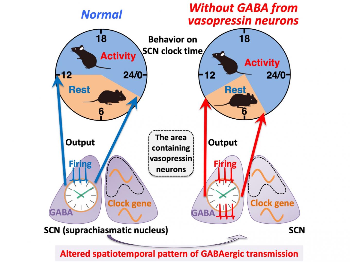 Bear genes show circadian rhythms even during hibernation, WSU Insider