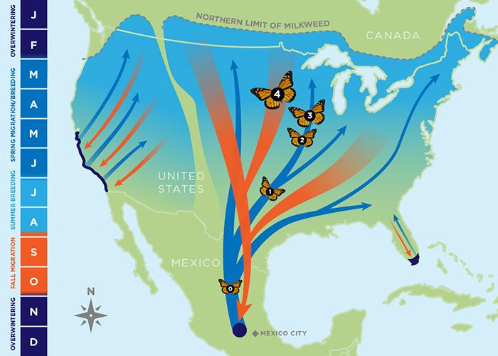 Monarch Butterfly Migration [IMAGE] EurekAlert! Science News Releases