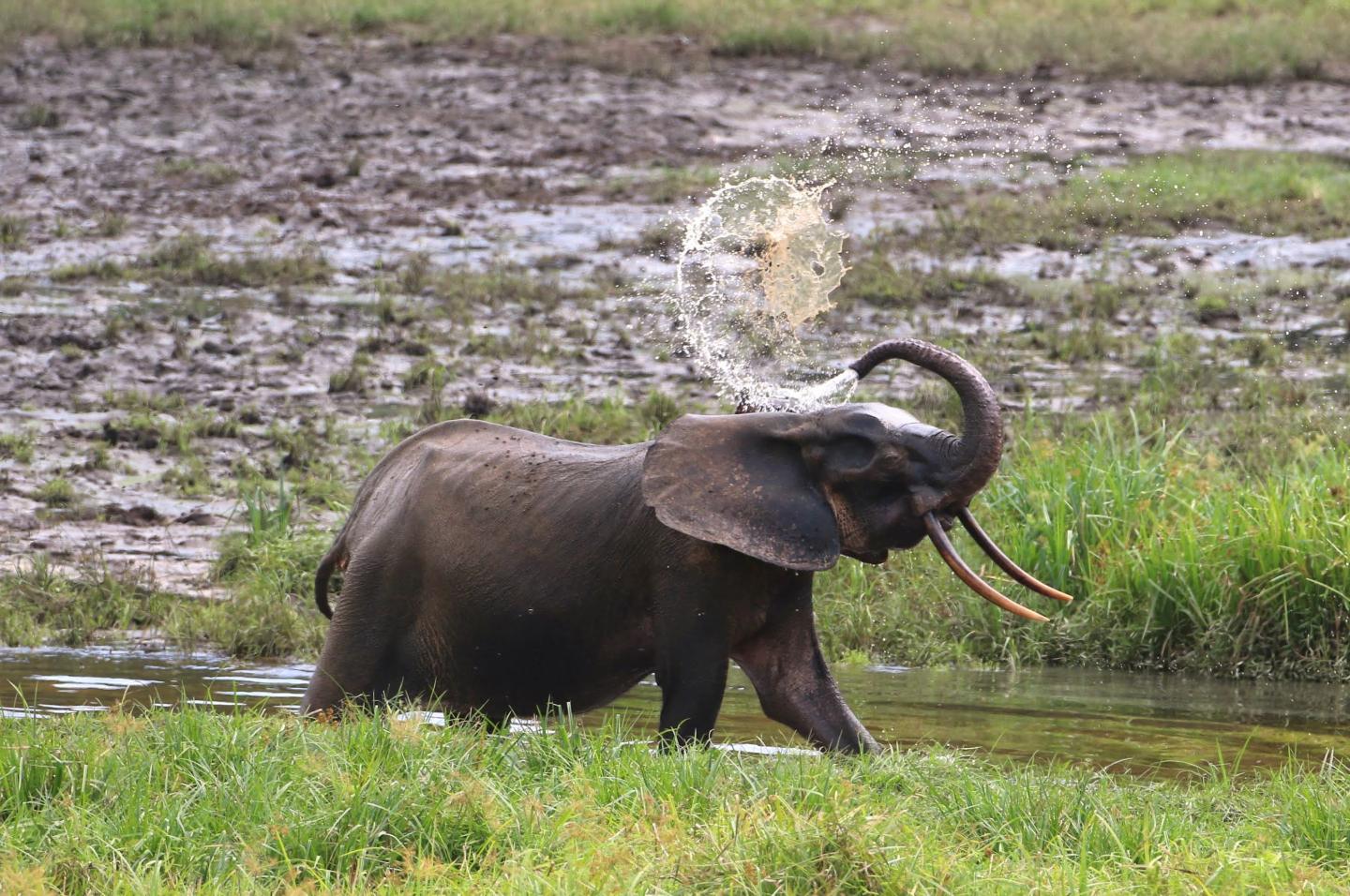 Forest Elephant