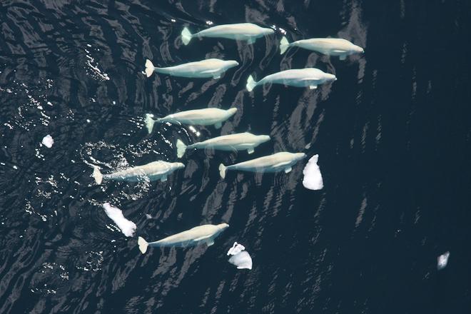 Beluga Whale Pod in the Chukchi Sea