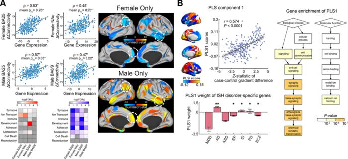 Multivariate brain-gene associations in psychiatric disorders.