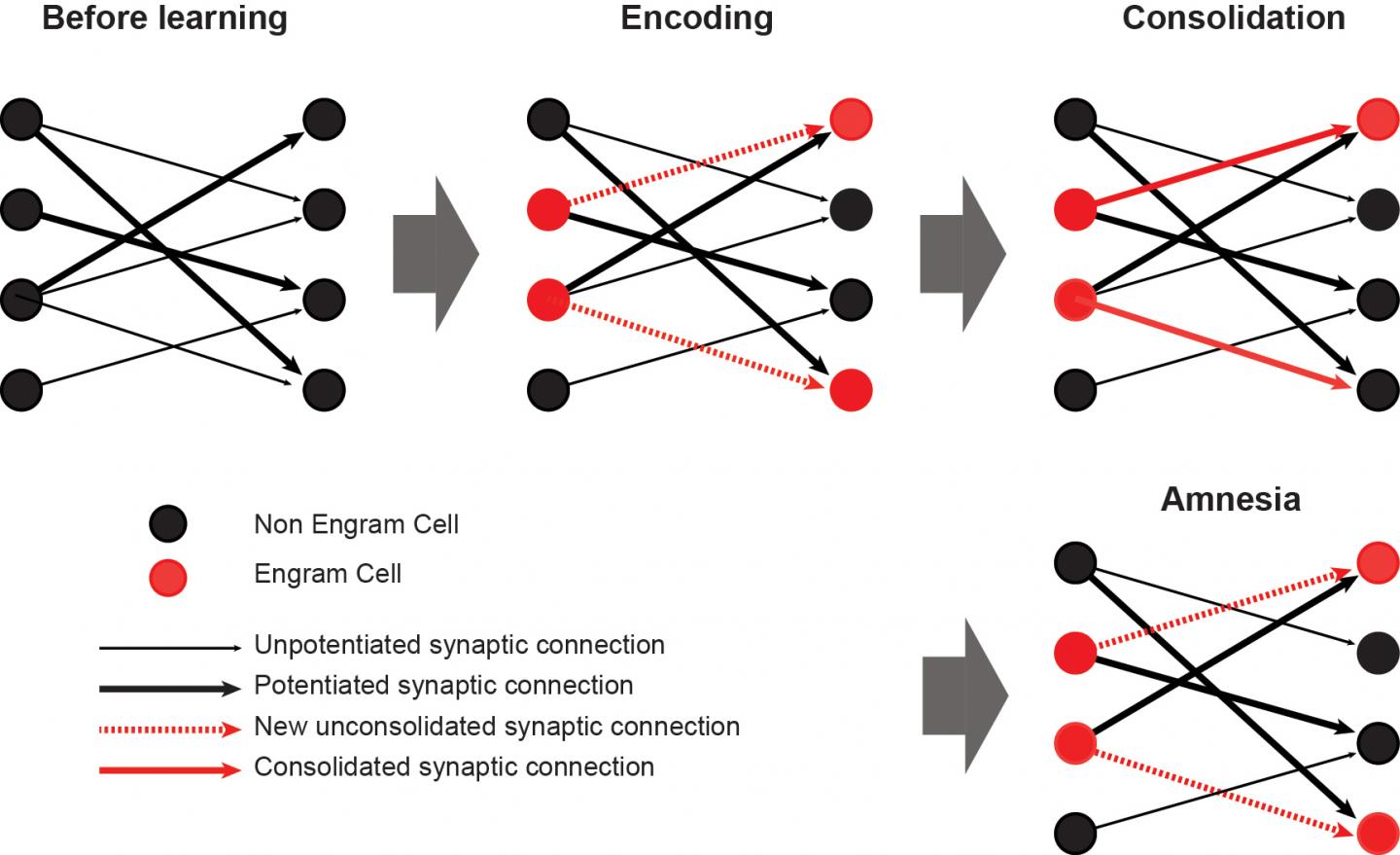 Behavioral Expression of Fear Memory (2 of 2)