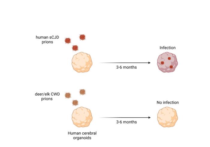 Infected and uninfected organoids