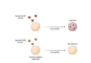 Infected and uninfected organoids