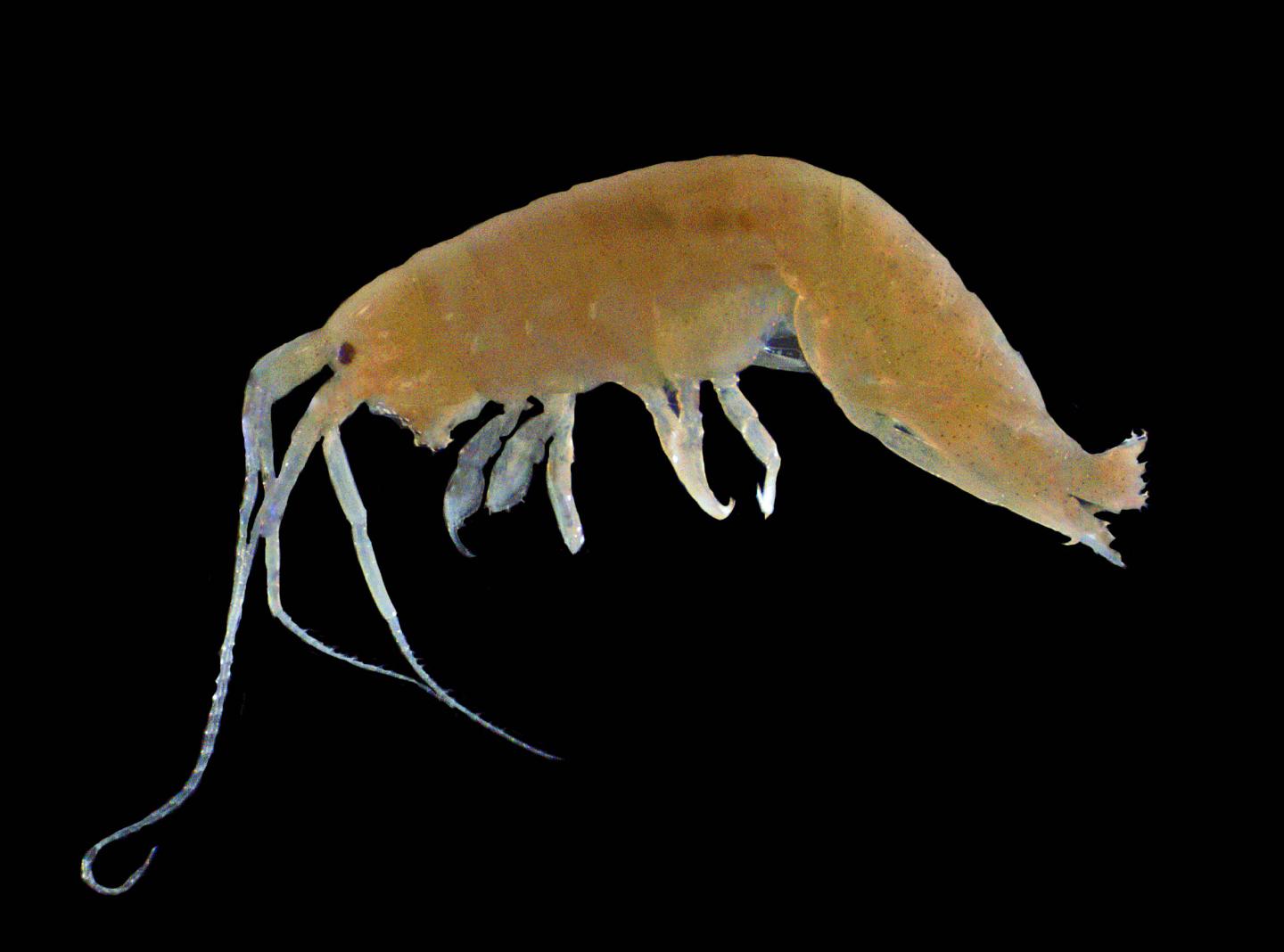 Female Amphipod