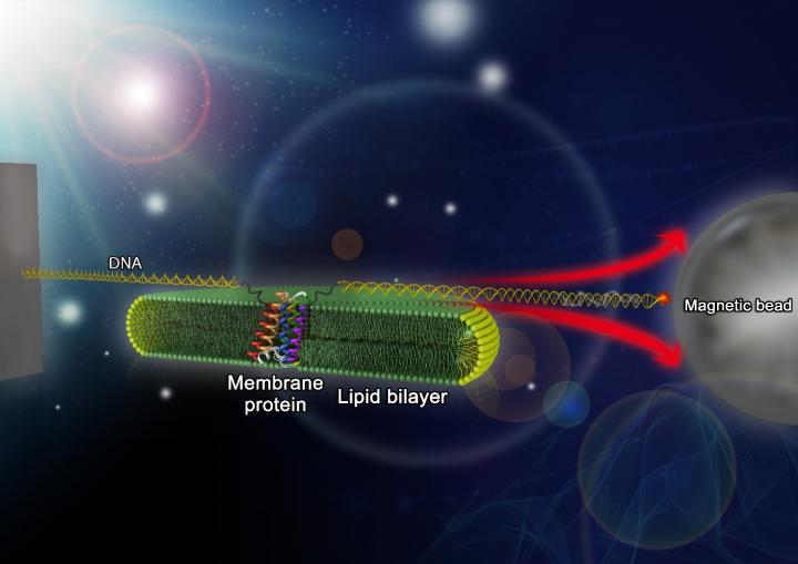 Single-Molecule Magnetic Tweezers