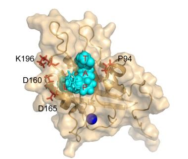 Evolved <i>Staphylococcus aureus</i> Sortase A (eSrtA)