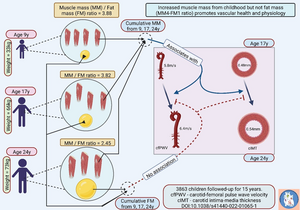 A muscle mass-to-fat mass ratio of 4:1 (MM4-FM1) may promote excellent vascular health from childhood.