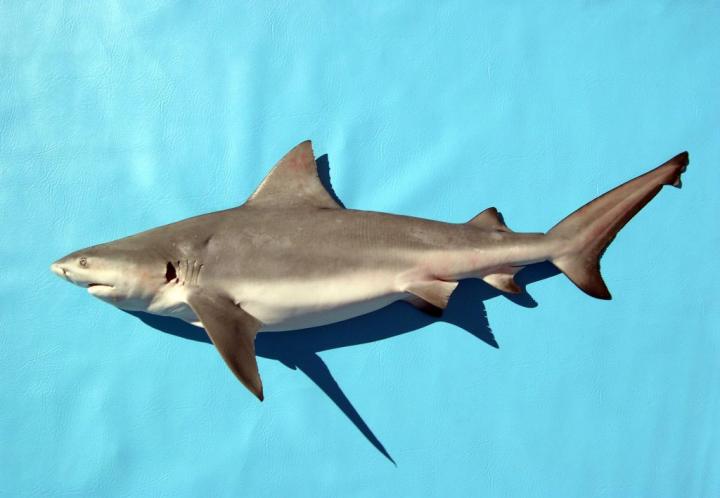 Decoding Marks of Shark Scavenging on Human Remains
