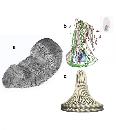 Hagfish Slime Cell Images