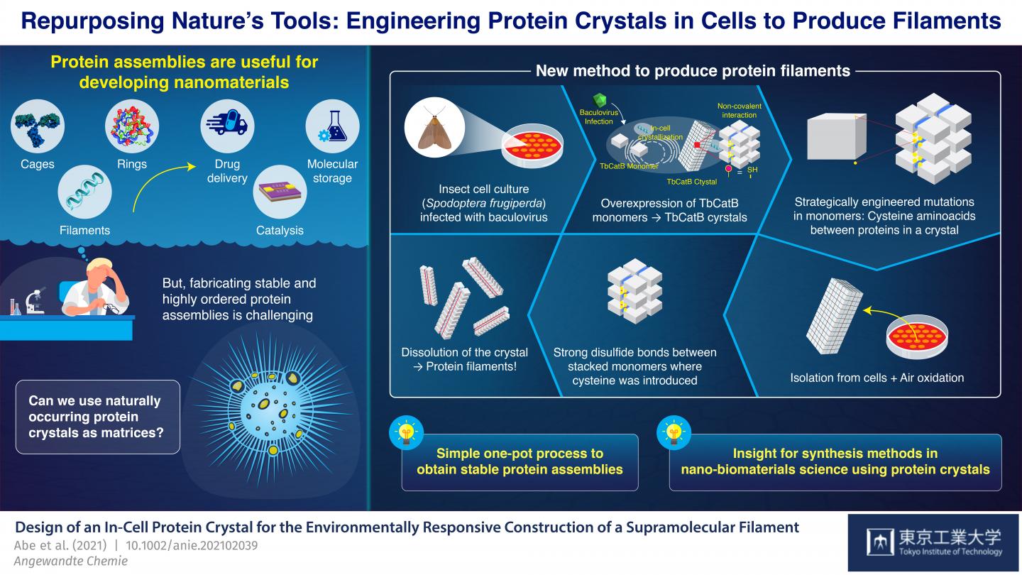 Figure 1 Schematic illustration of a novel method to produce protein filaments