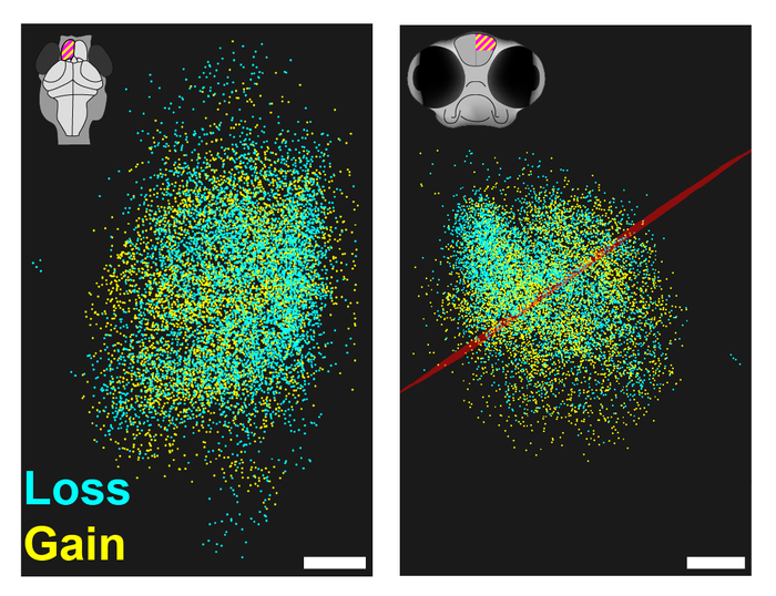 Three-dimension map of the specific location and size of synapses observed in larval zebra fish.