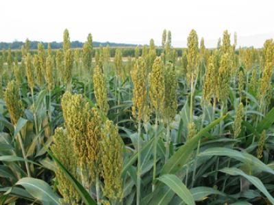 Grain Sorghum