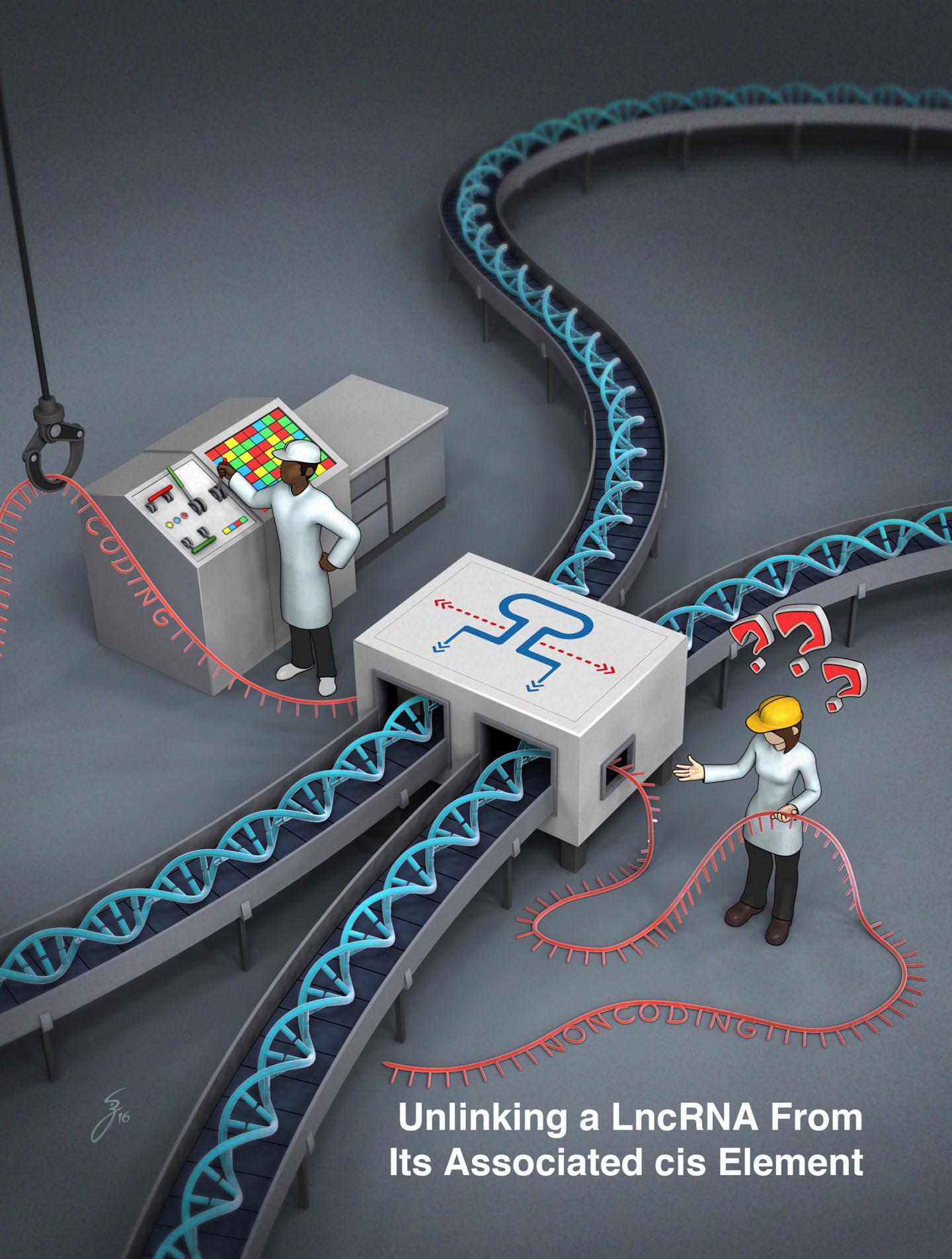 Function of Mysterious RNAs May Often Lie in Their Genes