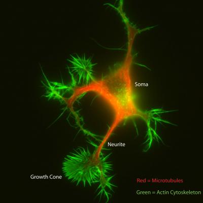 Mouse Neuron