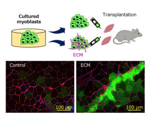 Incorporating cultured myoblasts into healthy tissue.