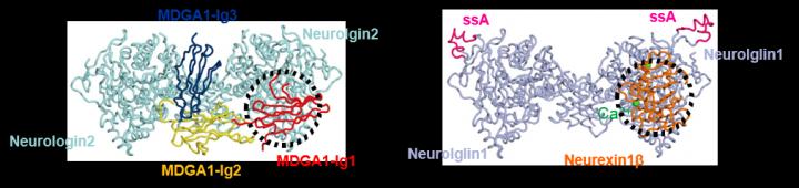 Comparison of Binding Interfaces for the NL2/MDGA1 and NL1/Nrx1&szlig; Complexes
