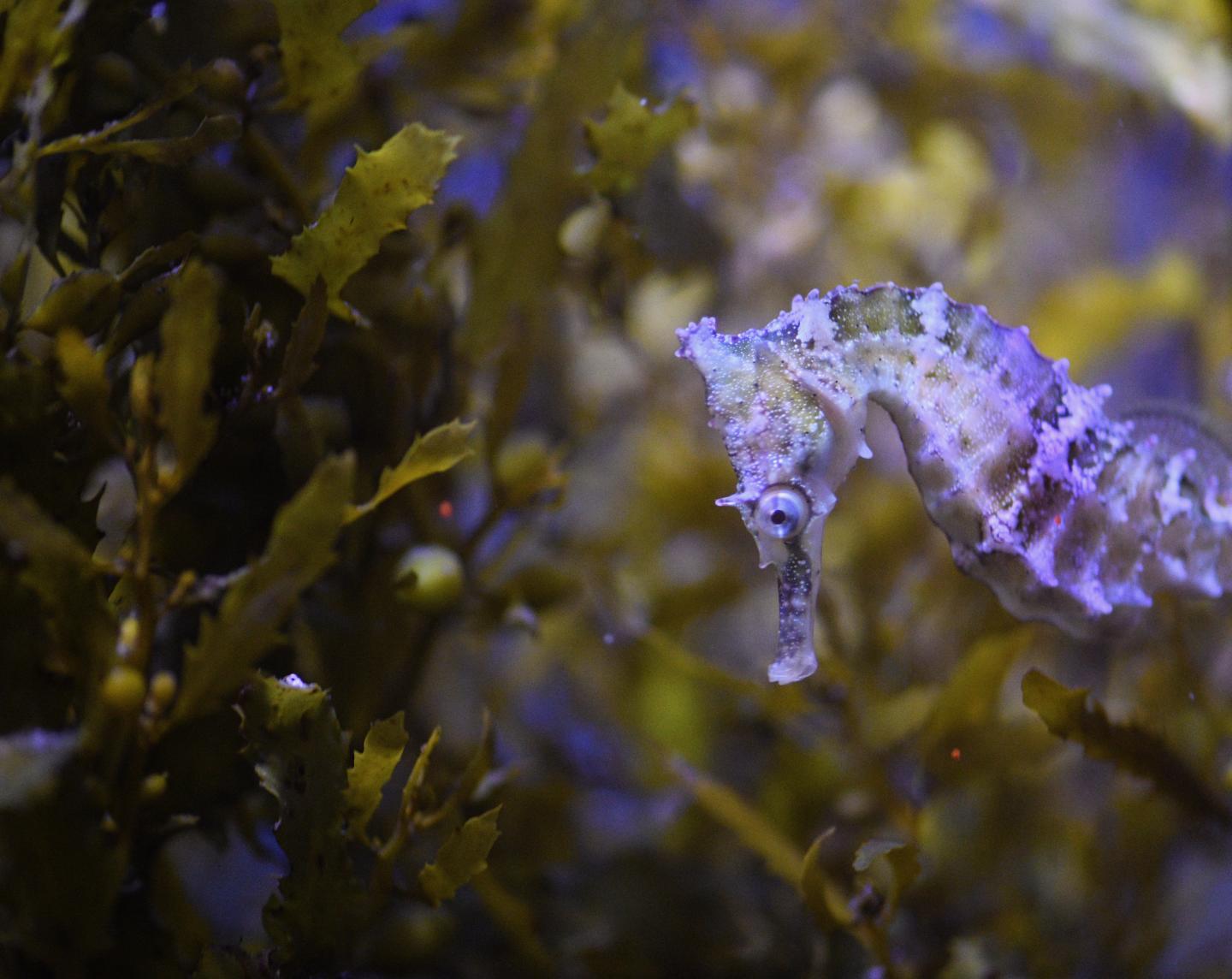 Adult White's Seahorse