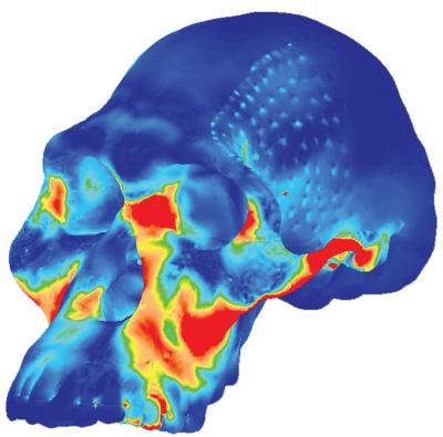 Image of Simulated Australopithecus Africanus