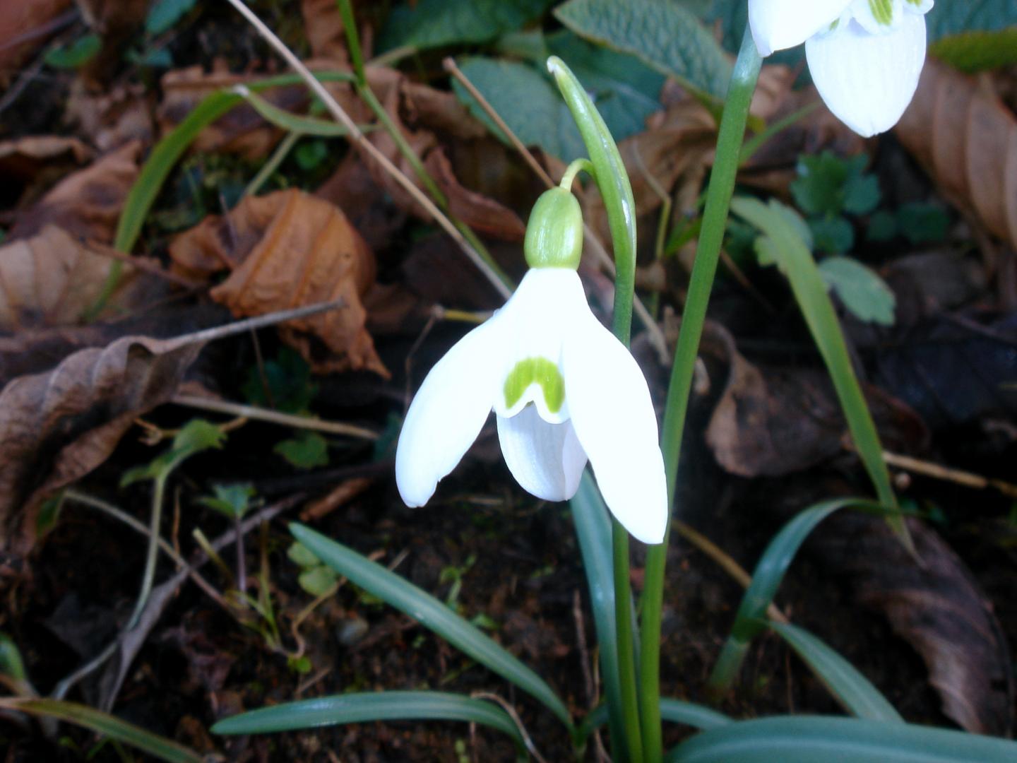 A Snowdrop in Bloom: <i>Galanthus angustifolius</i>