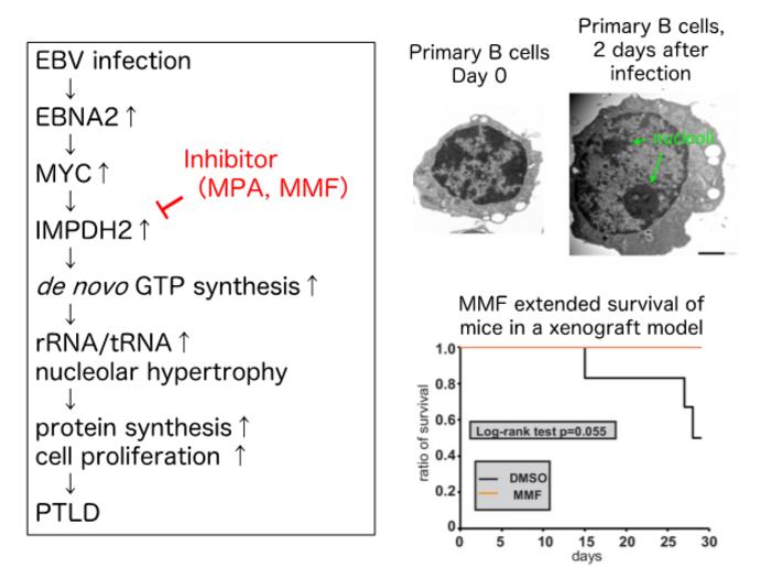 Researchers uncover the mechanisms of B cell growth transformation following infection with the Epstein-Barr virus (EBV).