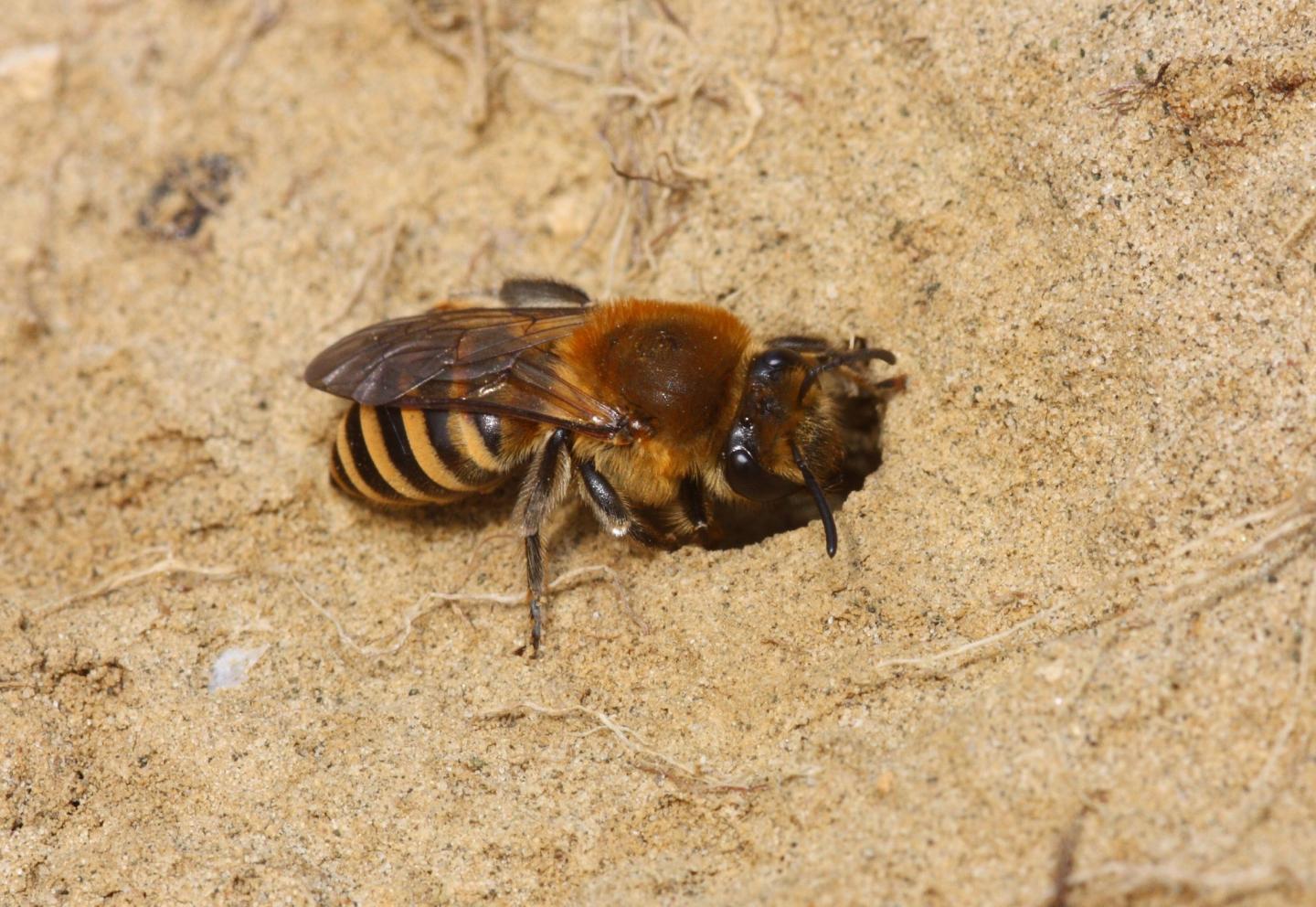 Ivy Bee (Colletes hederae)